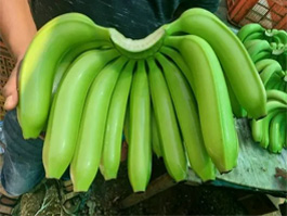 banana 