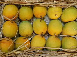 Mango 